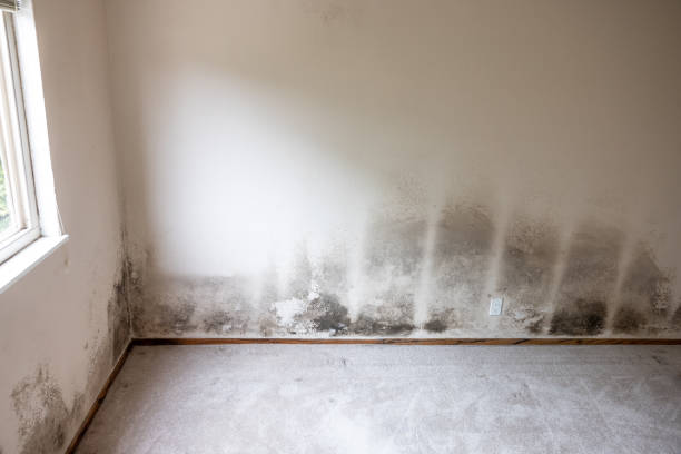 Best Basement Mold Removal  in Cresskill, NJ